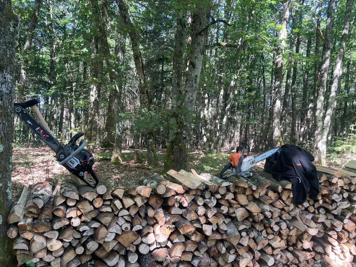 Chêne en 50cm