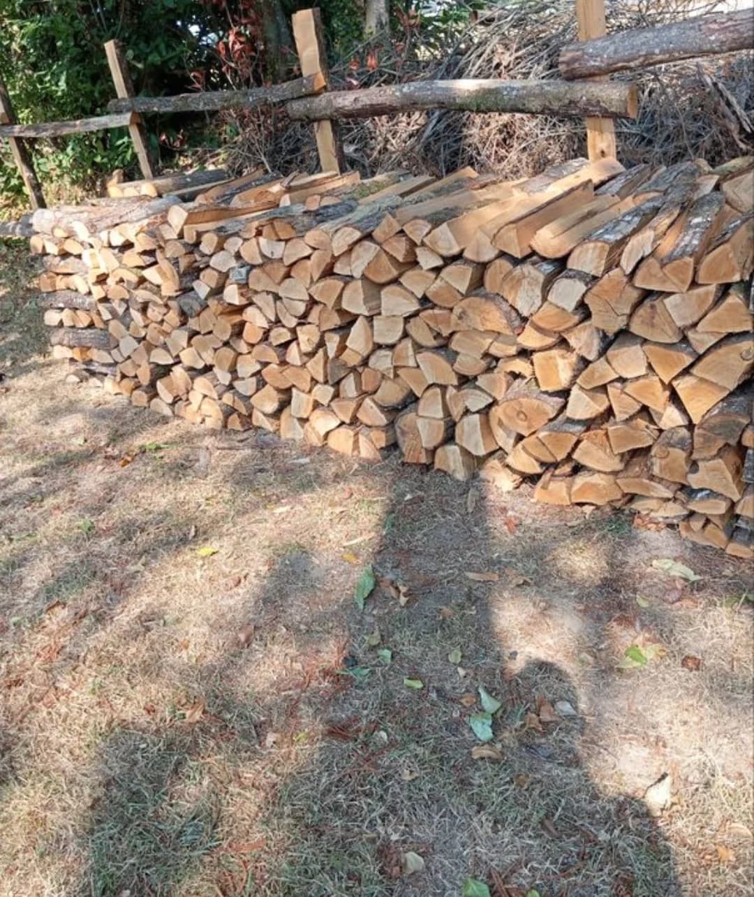 Châtaignier en 50 cm