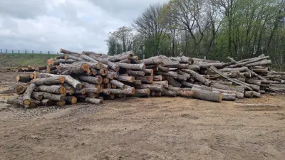 Bois de chauffage toute longueurs