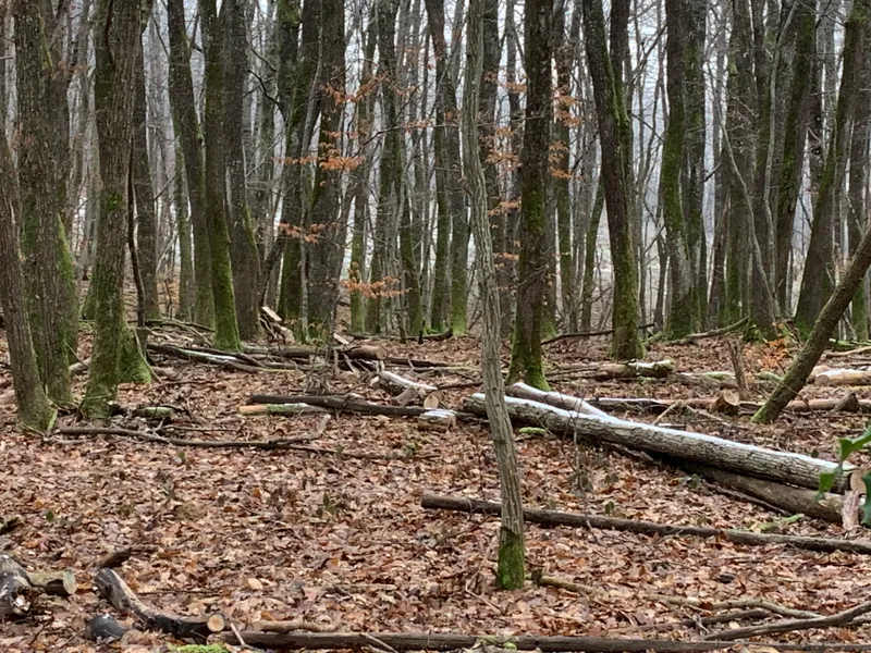 Bois de chauffage mélange