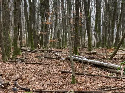 Bois de chauffage mélange