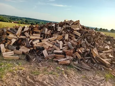 Peuplier coupé en 50 cm